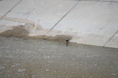 Columba Livia güvercini Nisan ayında bir su kanalının kıyısında oturur. Kaya güvercini, Columba livya, Columbidae kuş familyasının bir üyesidir. Khor Fakkan, Sharjah, BAE. 
