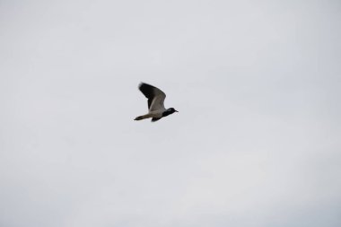 Nisan ayında Vanellus indicus kuş Khor Fakkan 'daki su kanalı üzerinde gökyüzünde uçar. Kırmızı kanatlı, Vanellus indicus, Charadriidae familyasından Asya 'ya ait bir laparotomi türüdür. Sharjah, BAE.