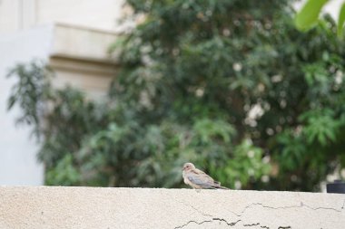 Streptopelia Senegalensis kuşu Nisan ayında bir çitin üzerinde oturuyor. Gülen güvercin, Spilopelia Senegalensis, gülen kaplumbağa güvercini, palmiye güvercini ve Senegal güvercini, küçük bir güvercindir. Khor Fakkan, Sharjah, BAE. 
