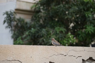 Streptopelia Senegalensis kuşu Nisan ayında bir çitin üzerinde oturuyor. Gülen güvercin, Spilopelia Senegalensis, gülen kaplumbağa güvercini, palmiye güvercini ve Senegal güvercini, küçük bir güvercindir. Khor Fakkan, Sharjah, BAE. 