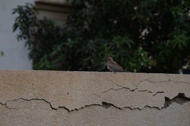 Streptopelia Senegalensis kuşu Nisan ayında bir çitin üzerinde oturuyor. Gülen güvercin, Spilopelia Senegalensis, gülen kaplumbağa güvercini, palmiye güvercini ve Senegal güvercini, küçük bir güvercindir. Khor Fakkan, Sharjah, BAE. 