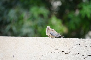 Streptopelia Senegalensis kuşu Nisan ayında bir çitin üzerinde oturuyor. Gülen güvercin, Spilopelia Senegalensis, gülen kaplumbağa güvercini, palmiye güvercini ve Senegal güvercini, küçük bir güvercindir. Khor Fakkan, Sharjah, BAE. 