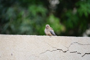 Streptopelia Senegalensis kuşu Nisan ayında bir çitin üzerinde oturuyor. Gülen güvercin, Spilopelia Senegalensis, gülen kaplumbağa güvercini, palmiye güvercini ve Senegal güvercini, küçük bir güvercindir. Khor Fakkan, Sharjah, BAE. 