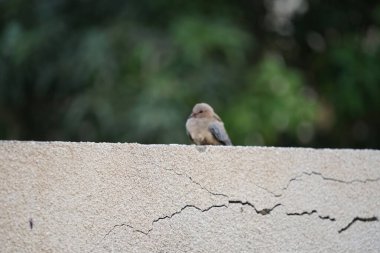 Streptopelia Senegalensis kuşu Nisan ayında bir çitin üzerinde oturuyor. Gülen güvercin, Spilopelia Senegalensis, gülen kaplumbağa güvercini, palmiye güvercini ve Senegal güvercini, küçük bir güvercindir. Khor Fakkan, Sharjah, BAE. 