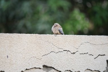 Streptopelia Senegalensis kuşu Nisan ayında bir çitin üzerinde oturuyor. Gülen güvercin, Spilopelia Senegalensis, gülen kaplumbağa güvercini, palmiye güvercini ve Senegal güvercini, küçük bir güvercindir. Khor Fakkan, Sharjah, BAE. 