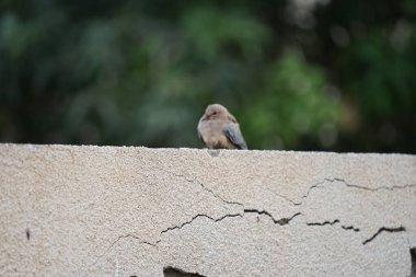 Streptopelia Senegalensis kuşu Nisan ayında bir çitin üzerinde oturuyor. Gülen güvercin, Spilopelia Senegalensis, gülen kaplumbağa güvercini, palmiye güvercini ve Senegal güvercini, küçük bir güvercindir. Khor Fakkan, Sharjah, BAE. 
