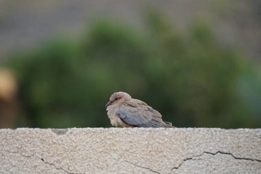 Streptopelia Senegalensis kuşu Nisan ayında bir çitin üzerinde oturuyor. Gülen güvercin, Spilopelia Senegalensis, gülen kaplumbağa güvercini, palmiye güvercini ve Senegal güvercini, küçük bir güvercindir. Khor Fakkan, Sharjah, BAE. 