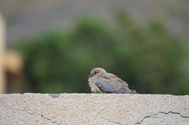 Streptopelia Senegalensis kuşu Nisan ayında bir çitin üzerinde oturuyor. Gülen güvercin, Spilopelia Senegalensis, gülen kaplumbağa güvercini, palmiye güvercini ve Senegal güvercini, küçük bir güvercindir. Khor Fakkan, Sharjah, BAE. 