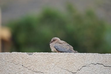 Streptopelia Senegalensis kuşu Nisan ayında bir çitin üzerinde oturuyor. Gülen güvercin, Spilopelia Senegalensis, gülen kaplumbağa güvercini, palmiye güvercini ve Senegal güvercini, küçük bir güvercindir. Khor Fakkan, Sharjah, BAE. 