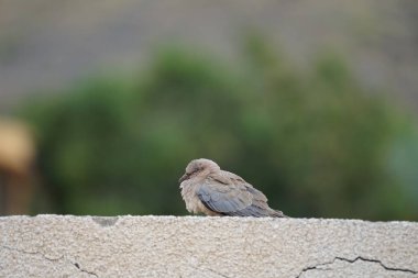 Streptopelia Senegalensis kuşu Nisan ayında bir çitin üzerinde oturuyor. Gülen güvercin, Spilopelia Senegalensis, gülen kaplumbağa güvercini, palmiye güvercini ve Senegal güvercini, küçük bir güvercindir. Khor Fakkan, Sharjah, BAE. 