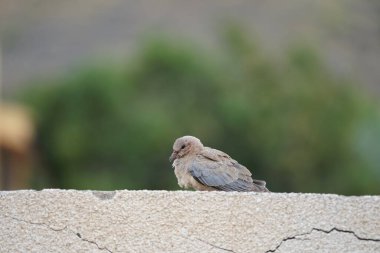 Streptopelia Senegalensis kuşu Nisan ayında bir çitin üzerinde oturuyor. Gülen güvercin, Spilopelia Senegalensis, gülen kaplumbağa güvercini, palmiye güvercini ve Senegal güvercini, küçük bir güvercindir. Khor Fakkan, Sharjah, BAE. 