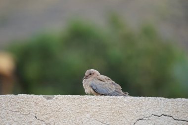 Streptopelia Senegalensis kuşu Nisan ayında bir çitin üzerinde oturuyor. Gülen güvercin, Spilopelia Senegalensis, gülen kaplumbağa güvercini, palmiye güvercini ve Senegal güvercini, küçük bir güvercindir. Khor Fakkan, Sharjah, BAE. 