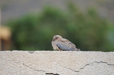 Streptopelia Senegalensis kuşu Nisan ayında bir çitin üzerinde oturuyor. Gülen güvercin, Spilopelia Senegalensis, gülen kaplumbağa güvercini, palmiye güvercini ve Senegal güvercini, küçük bir güvercindir. Khor Fakkan, Sharjah, BAE. 