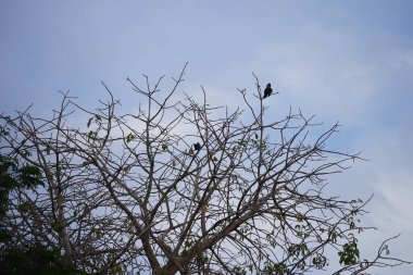 Corvus kuşları görkemli bir şekilde Nisan ayında Adansonia Digitata ağacında oturur. Ev kargası, Corvus splendens, kızılderili, gri boyunlu, karga familyasının yaygın bir kuşudur. Khor Fakkan, Sharjah, BAE.        