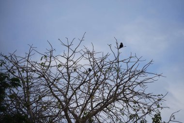 Corvus kuşları görkemli bir şekilde Nisan ayında Adansonia Digitata ağacında oturur. Ev kargası, Corvus splendens, kızılderili, gri boyunlu, karga familyasının yaygın bir kuşudur. Khor Fakkan, Sharjah, BAE.        