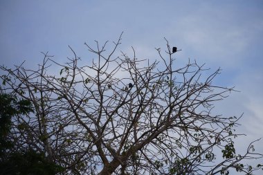 Corvus kuşları görkemli bir şekilde Nisan ayında Adansonia Digitata ağacında oturur. Ev kargası, Corvus splendens, kızılderili, gri boyunlu, karga familyasının yaygın bir kuşudur. Khor Fakkan, Sharjah, BAE.        