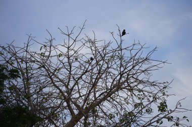 Corvus kuşları görkemli bir şekilde Nisan ayında Adansonia Digitata ağacında oturur. Ev kargası, Corvus splendens, kızılderili, gri boyunlu, karga familyasının yaygın bir kuşudur. Khor Fakkan, Sharjah, BAE.        