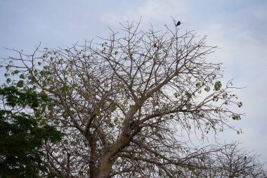 Corvus kuşları görkemli bir şekilde Nisan ayında Adansonia Digitata ağacında oturur. Ev kargası, Corvus splendens, kızılderili, gri boyunlu, karga familyasının yaygın bir kuşudur. Khor Fakkan, Sharjah, BAE.        