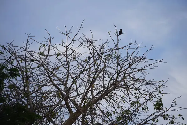Corvus kuşları görkemli bir şekilde Nisan ayında Adansonia Digitata ağacında oturur. Ev kargası, Corvus splendens, kızılderili, gri boyunlu, karga familyasının yaygın bir kuşudur. Khor Fakkan, Sharjah, BAE.        