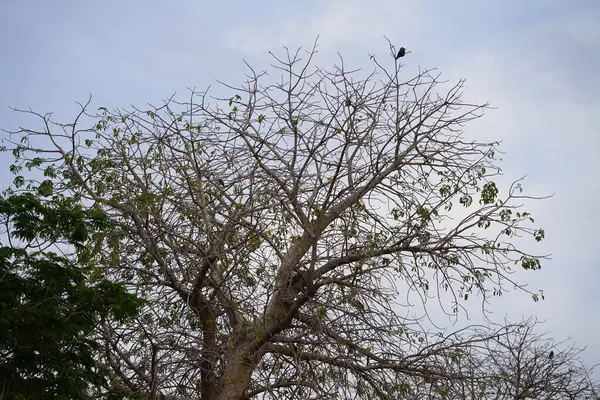 Corvus kuşları görkemli bir şekilde Nisan ayında Adansonia Digitata ağacında oturur. Ev kargası, Corvus splendens, kızılderili, gri boyunlu, karga familyasının yaygın bir kuşudur. Khor Fakkan, Sharjah, BAE.        
