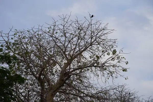 Corvus kuşları görkemli bir şekilde Nisan ayında Adansonia Digitata ağacında oturur. Ev kargası, Corvus splendens, kızılderili, gri boyunlu, karga familyasının yaygın bir kuşudur. Khor Fakkan, Sharjah, BAE.        