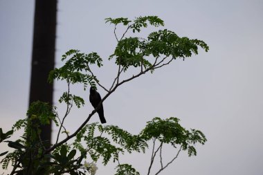 Corvus Nisan ayında çiçek açan Plumeria obtusa 'nın yanındaki Albizia lebbeck ağacında oturan kuşu görkemlendirir. Ev kargası, Corvus splendens, kızılderili, gri boyunlu, karga familyasının yaygın bir kuşudur. Khor Fakkan, Sharjah, BAE. 