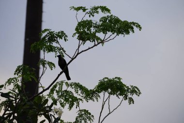 Corvus Nisan ayında çiçek açan Plumeria obtusa 'nın yanındaki Albizia lebbeck ağacında oturan kuşu görkemlendirir. Ev kargası, Corvus splendens, kızılderili, gri boyunlu, karga familyasının yaygın bir kuşudur. Khor Fakkan, Sharjah, BAE. 