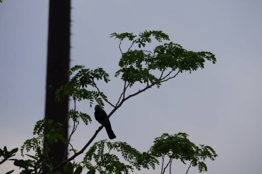 Corvus Nisan ayında çiçek açan Plumeria obtusa 'nın yanındaki Albizia lebbeck ağacında oturan kuşu görkemlendirir. Ev kargası, Corvus splendens, kızılderili, gri boyunlu, karga familyasının yaygın bir kuşudur. Khor Fakkan, Sharjah, BAE. 