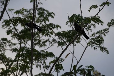 Corvus kuşları Nisan ayında çiçek açan Plumeria obtusa 'nın yanındaki Albizia lebbeck ağacında otururlar. Ev kargası, Corvus splendens, kızılderili, gri boyunlu, karga familyasının yaygın bir kuşudur. Khor Fakkan, Sharjah, BAE.