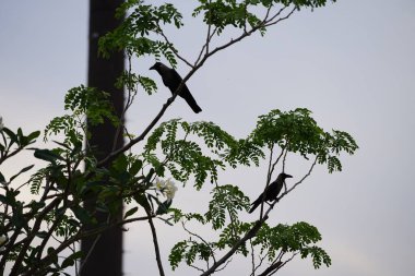 Corvus kuşları Nisan ayında çiçek açan Plumeria obtusa 'nın yanındaki Albizia lebbeck ağacında otururlar. Ev kargası, Corvus splendens, kızılderili, gri boyunlu, karga familyasının yaygın bir kuşudur. Khor Fakkan, Sharjah, BAE.
