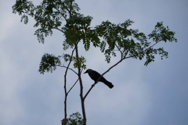 Corvus Nisan ayında Albizia lebbeck ağacında oturan kuşu görkemlendirir. Ev kargası, Corvus splendens, kızılderili, gri boyunlu, karga familyasının yaygın bir kuşudur. Khor Fakkan, Sharjah, BAE. 