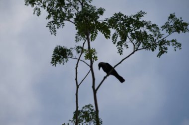 Corvus Nisan ayında Albizia lebbeck ağacında oturan kuşu görkemlendirir. Ev kargası, Corvus splendens, kızılderili, gri boyunlu, karga familyasının yaygın bir kuşudur. Khor Fakkan, Sharjah, BAE. 