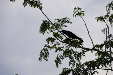 Corvus Nisan ayında Albizia lebbeck ağacında oturan kuşu görkemlendirir. Ev kargası, Corvus splendens, kızılderili, gri boyunlu, karga familyasının yaygın bir kuşudur. Khor Fakkan, Sharjah, BAE. 