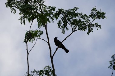 Corvus Nisan ayında Albizia lebbeck ağacında oturan kuşu görkemlendirir. Ev kargası, Corvus splendens, kızılderili, gri boyunlu, karga familyasının yaygın bir kuşudur. Khor Fakkan, Sharjah, BAE. 