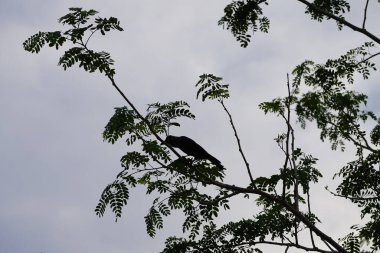 Corvus Nisan ayında Albizia lebbeck ağacında oturan kuşu görkemlendirir. Ev kargası, Corvus splendens, kızılderili, gri boyunlu, karga familyasının yaygın bir kuşudur. Khor Fakkan, Sharjah, BAE. 