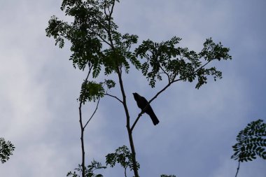 Corvus Nisan ayında Albizia lebbeck ağacında oturan kuşu görkemlendirir. Ev kargası, Corvus splendens, kızılderili, gri boyunlu, karga familyasının yaygın bir kuşudur. Khor Fakkan, Sharjah, BAE. 