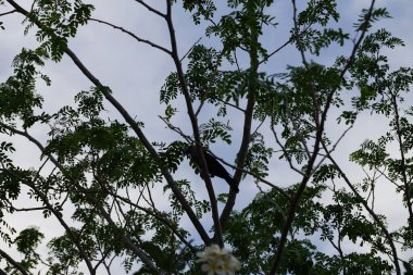 Corvus Nisan ayında çiçek açan Plumeria obtusa 'nın yanındaki Albizia lebbeck ağacında oturan kuşu görkemlendirir. Ev kargası, Corvus splendens, kızılderili, gri boyunlu, karga familyasının yaygın bir kuşudur. Khor Fakkan, Sharjah, BAE. 