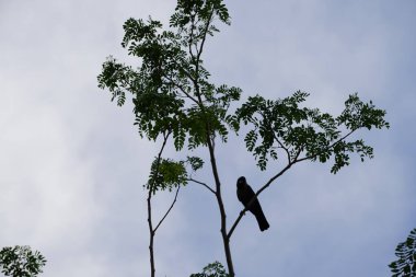 Corvus Nisan ayında Albizia lebbeck ağacında oturan kuşu görkemlendirir. Ev kargası, Corvus splendens, kızılderili, gri boyunlu, karga familyasının yaygın bir kuşudur. Khor Fakkan, Sharjah, BAE. 