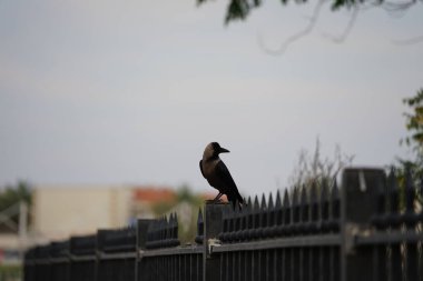 Nisan ayında bir Corvus görkemli bir kuş gri metal bir çitin üzerinde oturur. Ev kargası, Corvus splendens, karga familyasının yaygın bir kuşudur. Khor Fakkan, Sharjah, BAE. 