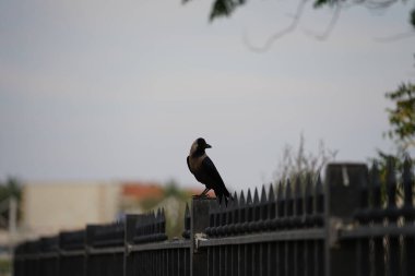 Nisan ayında bir Corvus görkemli bir kuş gri metal bir çitin üzerinde oturur. Ev kargası, Corvus splendens, karga familyasının yaygın bir kuşudur. Khor Fakkan, Sharjah, BAE. 
