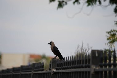 Nisan ayında bir Corvus görkemli bir kuş gri metal bir çitin üzerinde oturur. Ev kargası, Corvus splendens, karga familyasının yaygın bir kuşudur. Khor Fakkan, Sharjah, BAE. 