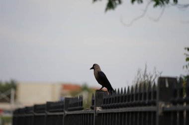 Nisan ayında bir Corvus görkemli bir kuş gri metal bir çitin üzerinde oturur. Ev kargası, Corvus splendens, karga familyasının yaygın bir kuşudur. Khor Fakkan, Sharjah, BAE. 