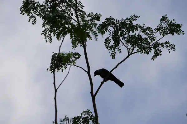 Corvus Nisan ayında Albizia lebbeck ağacında oturan kuşu görkemlendirir. Ev kargası, Corvus splendens, kızılderili, gri boyunlu, karga familyasının yaygın bir kuşudur. Khor Fakkan, Sharjah, BAE. 