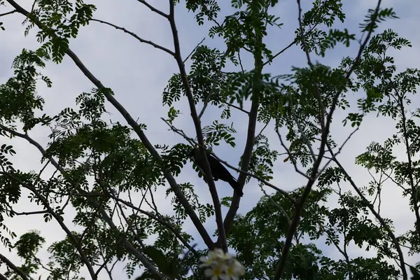 Corvus Nisan ayında çiçek açan Plumeria obtusa 'nın yanındaki Albizia lebbeck ağacında oturan kuşu görkemlendirir. Ev kargası, Corvus splendens, kızılderili, gri boyunlu, karga familyasının yaygın bir kuşudur. Khor Fakkan, Sharjah, BAE. 