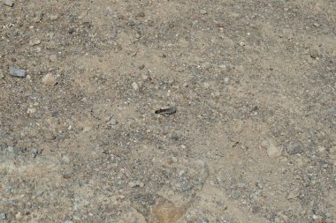 Sphingonotus rubescens Nisan ayında kumlu bir zeminde oturur. Sphingonotus rubescens, bant kanatlı bir çekirge türüdür. Khor Fakkan, Sharjah, Birleşik Arap Emirlikleri.                                