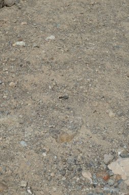 Sphingonotus rubescens Nisan ayında kumlu bir zeminde oturur. Sphingonotus rubescens, bant kanatlı bir çekirge türüdür. Khor Fakkan, Sharjah, Birleşik Arap Emirlikleri.                                