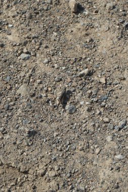 Sphingonotus rubescens Nisan ayında kumlu bir zeminde oturur. Sphingonotus rubescens, bant kanatlı bir çekirge türüdür. Khor Fakkan, Sharjah, Birleşik Arap Emirlikleri.                                