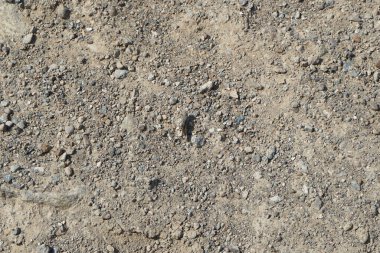 Sphingonotus rubescens Nisan ayında kumlu bir zeminde oturur. Sphingonotus rubescens, bant kanatlı bir çekirge türüdür. Khor Fakkan, Sharjah, Birleşik Arap Emirlikleri.                                