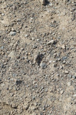 Sphingonotus rubescens Nisan ayında kumlu bir zeminde oturur. Sphingonotus rubescens, bant kanatlı bir çekirge türüdür. Khor Fakkan, Sharjah, Birleşik Arap Emirlikleri.                                