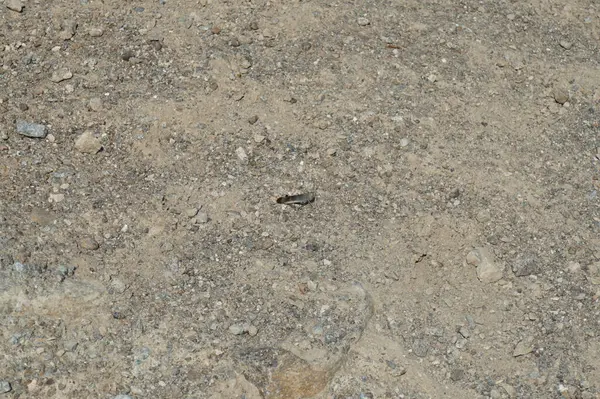 Sphingonotus rubescens Nisan ayında kumlu bir zeminde oturur. Sphingonotus rubescens, bant kanatlı bir çekirge türüdür. Khor Fakkan, Sharjah, Birleşik Arap Emirlikleri.                                